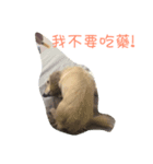 Orange Dachshund Dog（個別スタンプ：4）