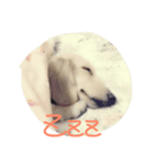 Orange Dachshund Dog（個別スタンプ：5）