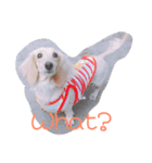 Orange Dachshund Dog（個別スタンプ：6）