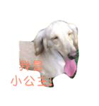 Orange Dachshund Dog（個別スタンプ：7）