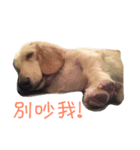 Orange Dachshund Dog（個別スタンプ：8）