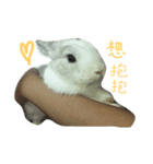 rabbitbai daily（個別スタンプ：2）