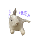 rabbitbai daily（個別スタンプ：3）