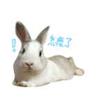 rabbitbai daily（個別スタンプ：4）