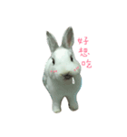 rabbitbai daily（個別スタンプ：5）