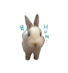 rabbitbai daily（個別スタンプ：6）