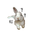 rabbitbai daily（個別スタンプ：7）