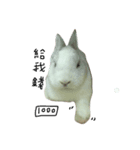 rabbitbai daily（個別スタンプ：8）