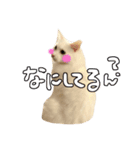 ねこねこ3きょーだい（個別スタンプ：1）