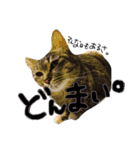ねこねこ3きょーだい（個別スタンプ：3）