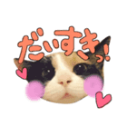 ねこねこ3きょーだい（個別スタンプ：4）
