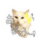 ねこねこ3きょーだい（個別スタンプ：5）
