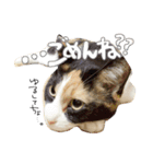 ねこねこ3きょーだい（個別スタンプ：6）