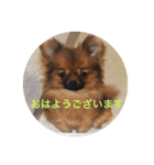 ポメラニアンじゃが2（個別スタンプ：8）