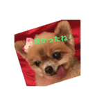 ポメラニアンじゃが2（個別スタンプ：9）