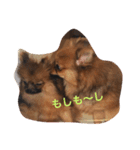 ポメラニアンじゃが2（個別スタンプ：12）