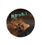 ポメラニアンじゃが2（個別スタンプ：13）