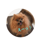 ポメラニアンじゃが2（個別スタンプ：14）