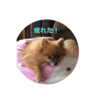 ポメラニアンじゃが2（個別スタンプ：16）