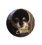 ポメラニアンじゃが2（個別スタンプ：17）