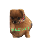 ポメラニアンじゃが2（個別スタンプ：23）