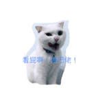 Jasmie and Lily the Cat（個別スタンプ：1）