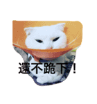 Jasmie and Lily the Cat（個別スタンプ：2）