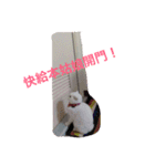 Jasmie and Lily the Cat（個別スタンプ：4）