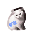 Jasmie and Lily the Cat（個別スタンプ：5）