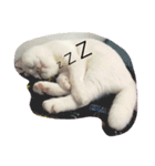 Jasmie and Lily the Cat（個別スタンプ：9）