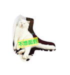 Jasmie and Lily the Cat（個別スタンプ：10）