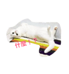 Jasmie and Lily the Cat（個別スタンプ：12）