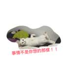 Jasmie and Lily the Cat（個別スタンプ：13）