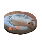 Jasmie and Lily the Cat（個別スタンプ：14）