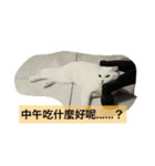 Jasmie and Lily the Cat（個別スタンプ：16）