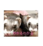 いたちの日常（個別スタンプ：2）