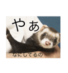 いたちの日常（個別スタンプ：12）