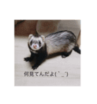 いたちの日常（個別スタンプ：15）