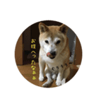 コロ助です②（個別スタンプ：4）