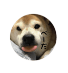 コロ助です②（個別スタンプ：13）