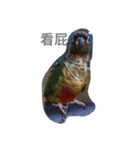 Bird king Po Po（個別スタンプ：1）