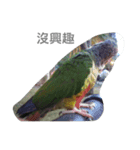 Bird king Po Po（個別スタンプ：2）