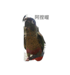 Bird king Po Po（個別スタンプ：3）