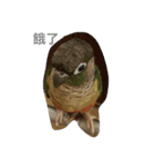 Bird king Po Po（個別スタンプ：4）