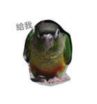 Bird king Po Po（個別スタンプ：5）