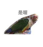 Bird king Po Po（個別スタンプ：6）