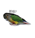 Bird king Po Po（個別スタンプ：7）