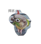 Bird king Po Po（個別スタンプ：8）
