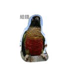 Bird king Po Po（個別スタンプ：9）