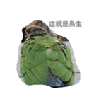 Bird king Po Po（個別スタンプ：10）